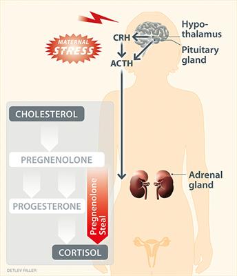 Steroids, Pregnancy and Fetal Development